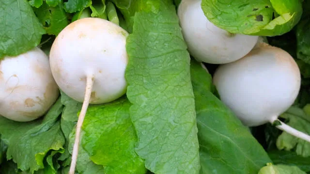 Norske neper av perfekt kvalitet.