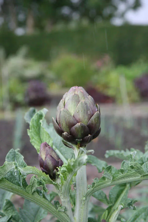 En herlig artisjokk på marken i Danmark. Bilde tatt av min mann.