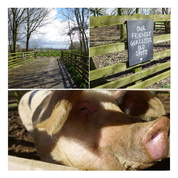 Søte griser. De lever av grønnsaksrester fra gården. De er gårdens "søppelbøtter"