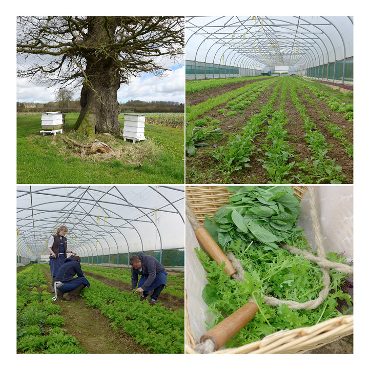 Bikuber og utallige sorter salat.