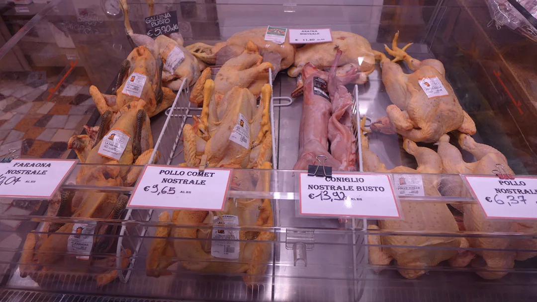 Flotte kyllinger og kaniner