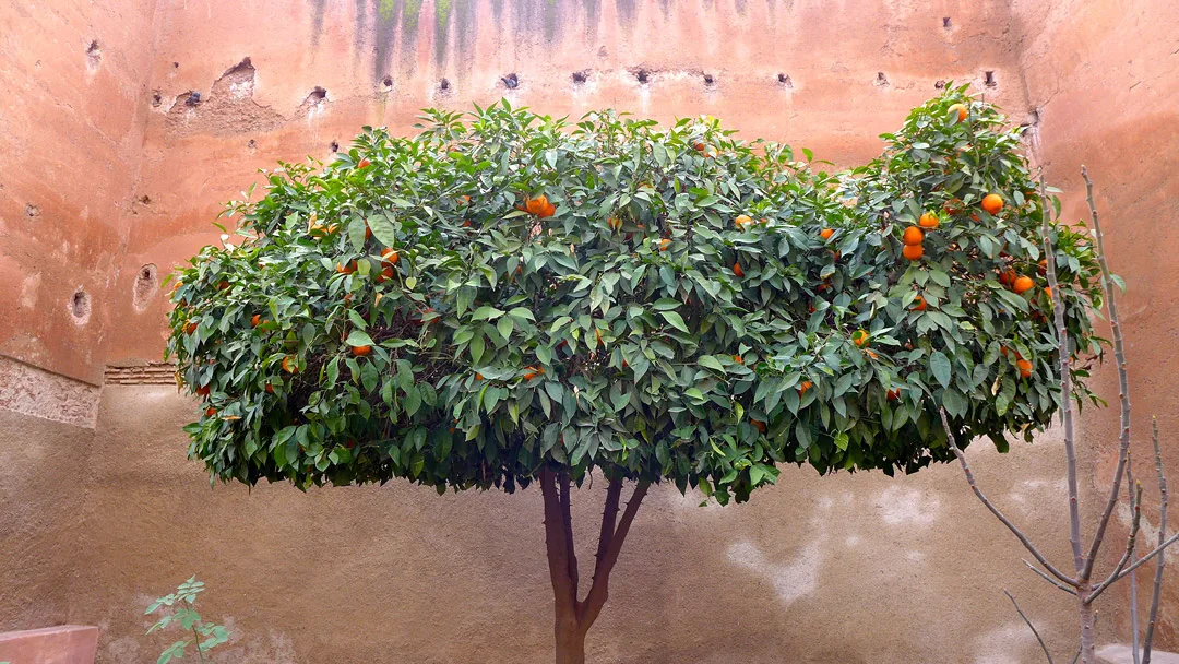 Appelsintre i Marrakech