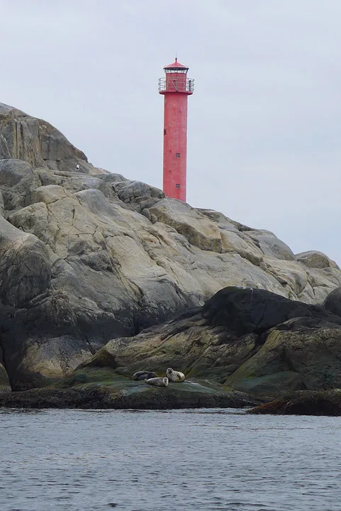 Selene ligger å koser seg på berget. Mye gøy å se fra båt.