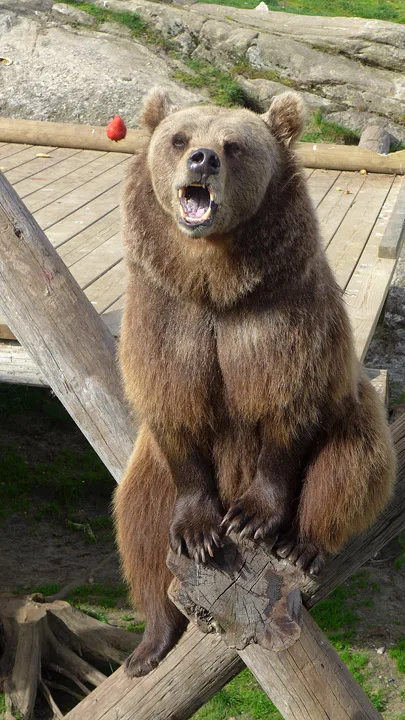 Nora står klar! Her kommer det jordbær!