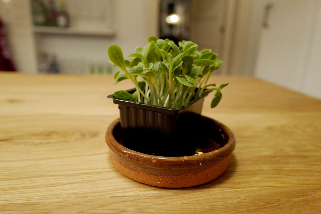 Urter som smaker som agurk.