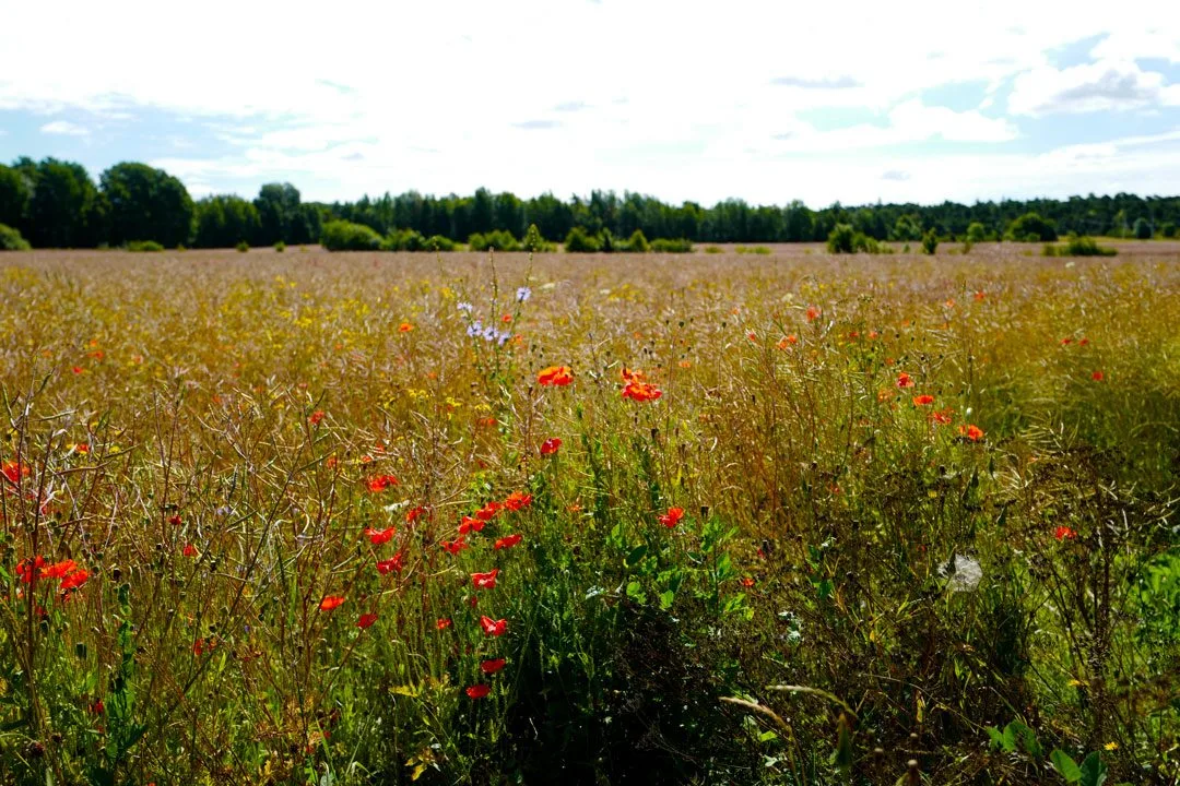 Gotland, Foto: localhost/helleskitchen