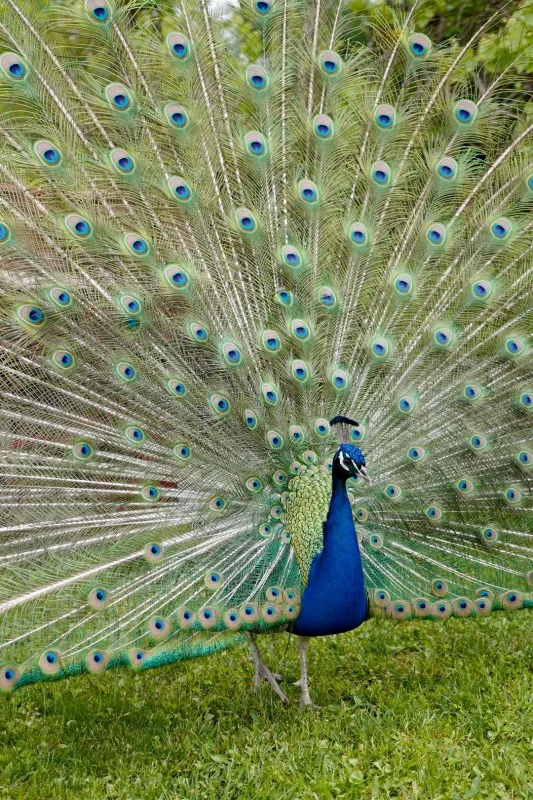 Foto: Helleskitchen.org