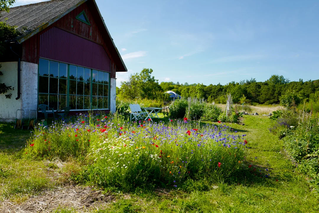 Gula Hönan. Foto: Heleskitchen.org