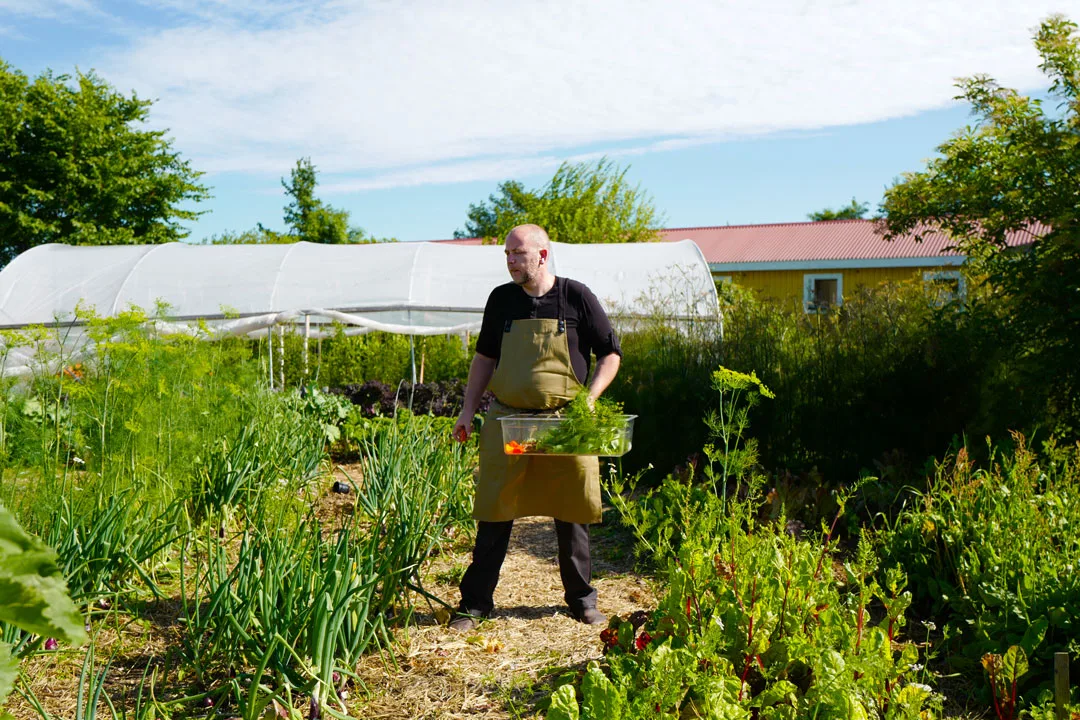 Gula Hönan. Foto: Heleskitchen.org