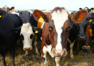 Ja, du finner fantastisk mat i England!