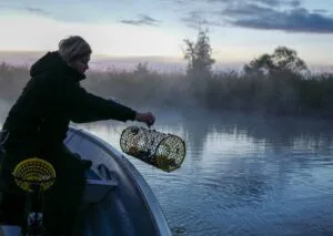 Krepsefiske ved daggry