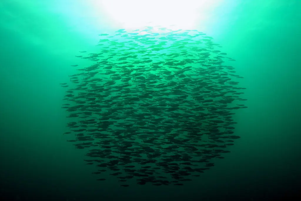 Hvordan velge bærekraftig i fiskedisken