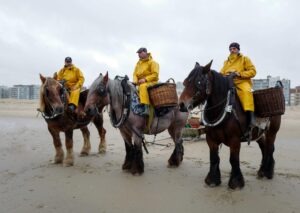 Høyt til hest for bittesmå reker